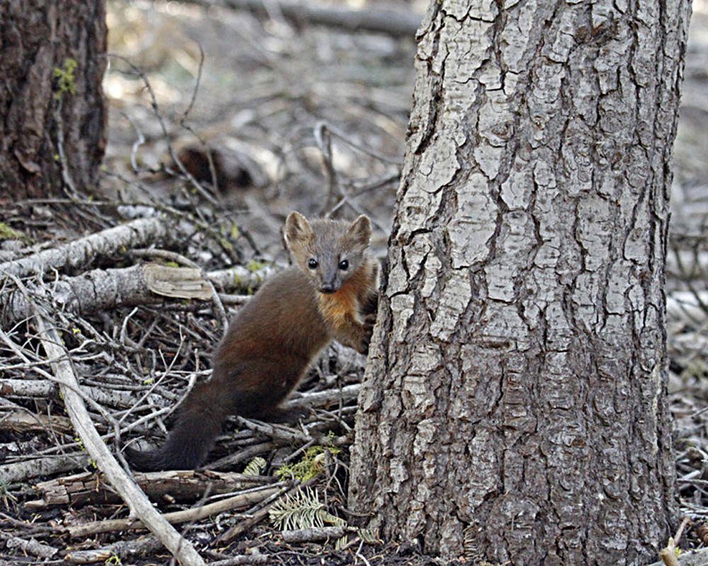 A Pacific marten, a small brown weasel-family animal